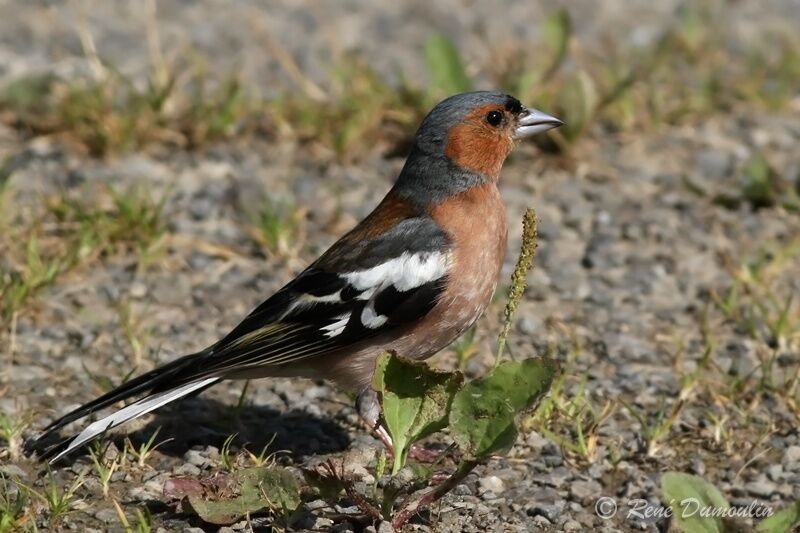 Common Chaffinch male adult breeding, identification