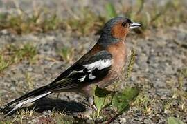 Common Chaffinch