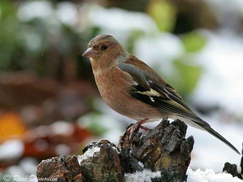 Eurasian Chaffinch male adult