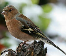 Eurasian Chaffinch