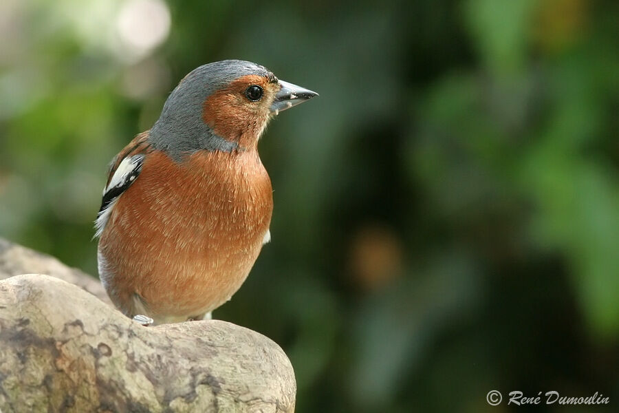 Common Chaffinch male adult, identification