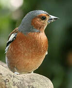 Common Chaffinch