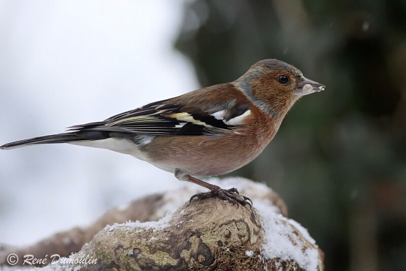 Eurasian Chaffinch male adult, identification