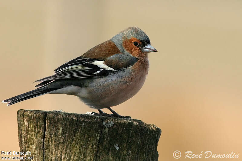 Eurasian Chaffinch male adult, identification