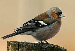 Common Chaffinch