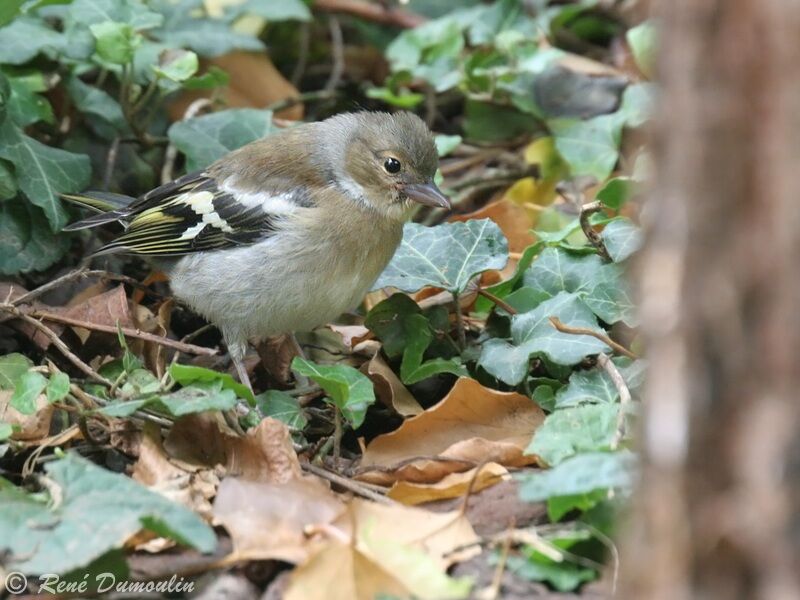 Common Chaffinchjuvenile