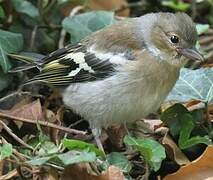 Eurasian Chaffinch