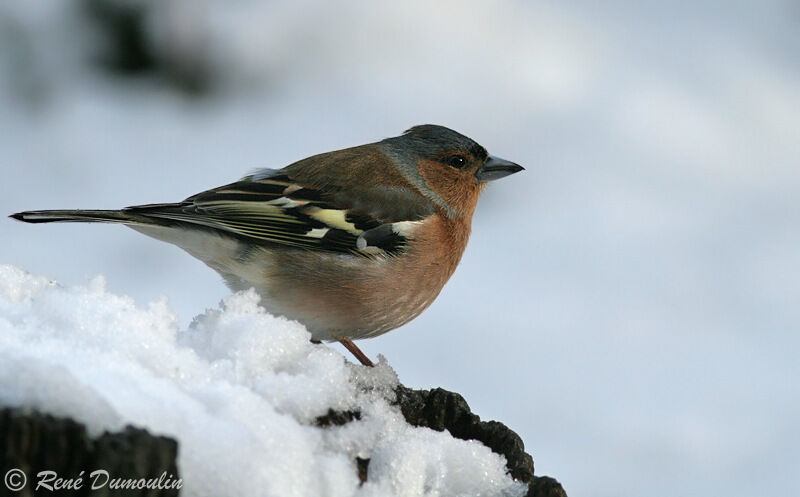 Eurasian Chaffinch male adult