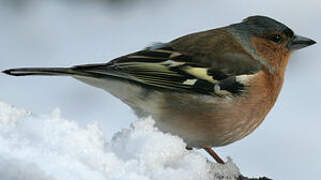 Common Chaffinch