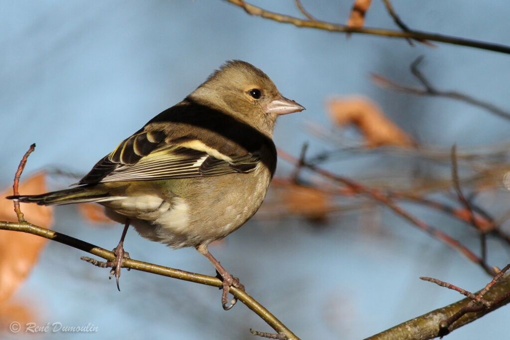 Pinson des arbres femelle, identification