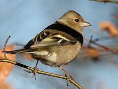 Eurasian Chaffinch