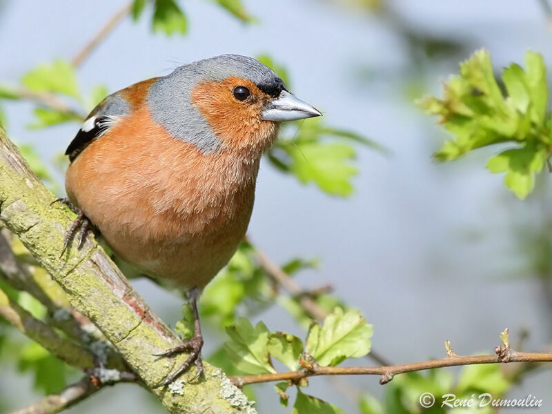 Common Chaffinch male adult breeding, identification