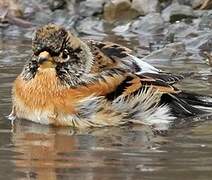 Brambling