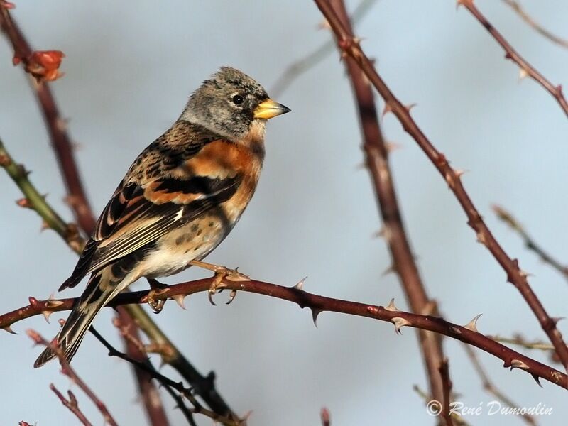 Brambling male adult post breeding, identification