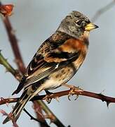 Brambling