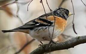 Brambling