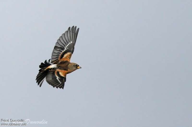 Brambling, Flight