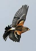 Brambling