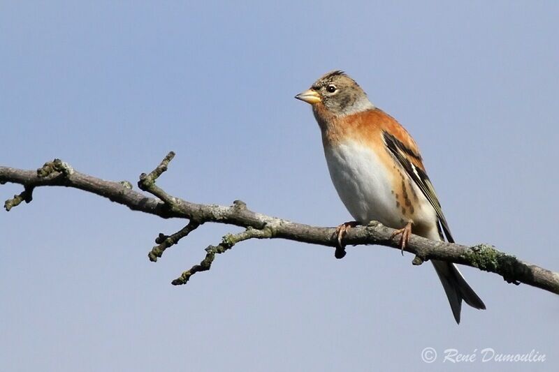 Pinson du Nord mâle, identification