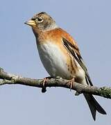 Brambling