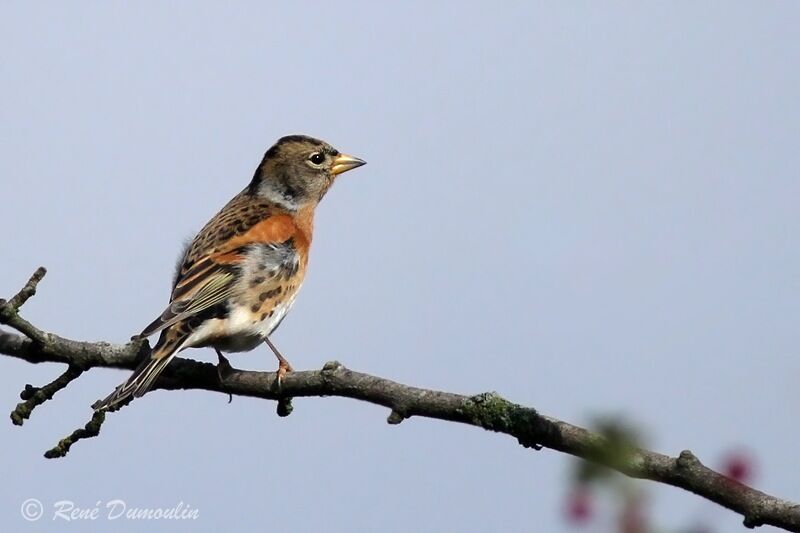 Brambling male, identification