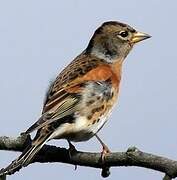 Brambling