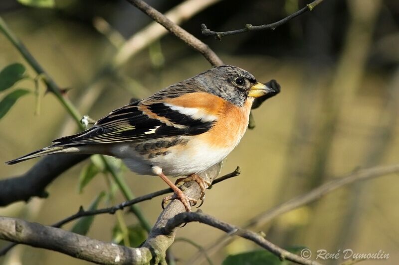 Brambling male adult post breeding, identification