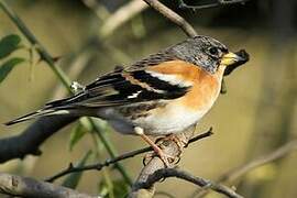 Brambling