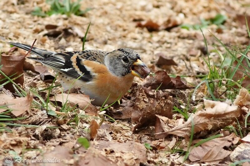 Pinson du Nord mâle, identification, régime