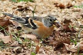 Brambling