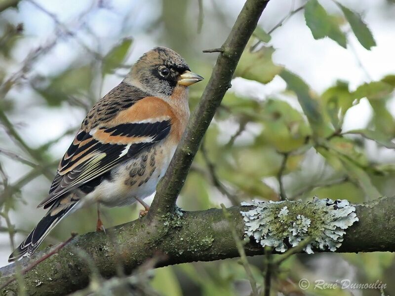 Brambling male adult post breeding, identification