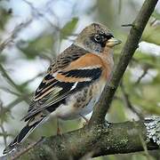 Brambling