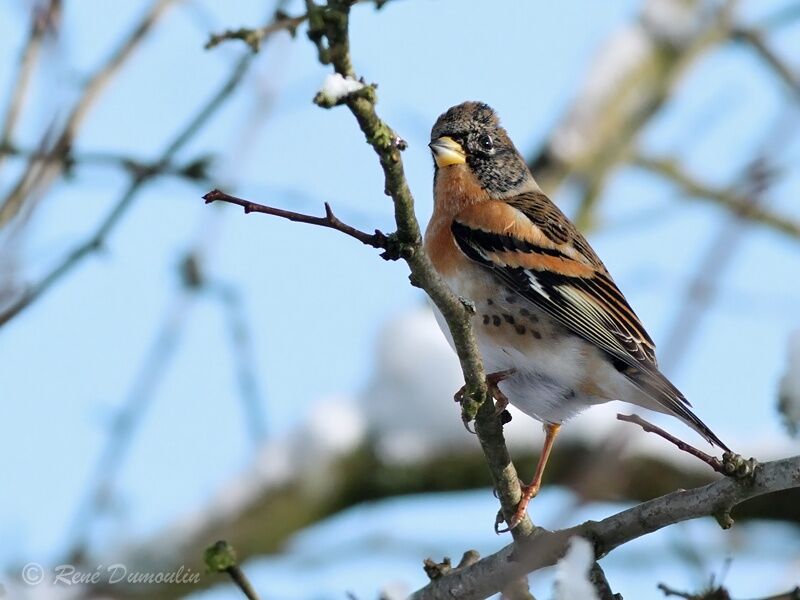 Brambling male adult post breeding, identification