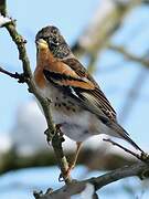 Brambling