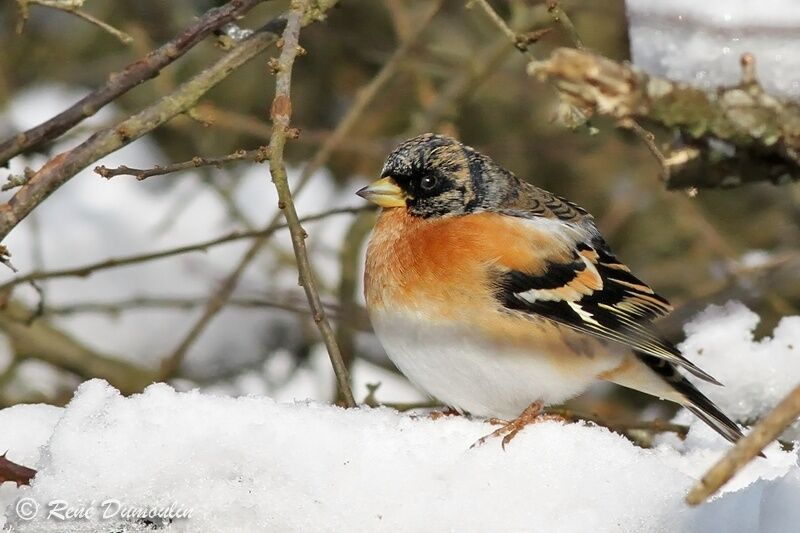 Brambling male adult post breeding, identification