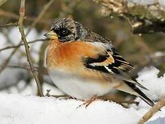 Brambling