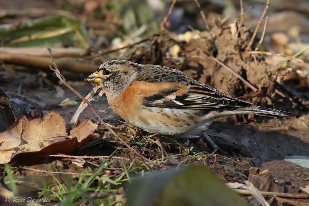 Brambling male adult post breeding, identification