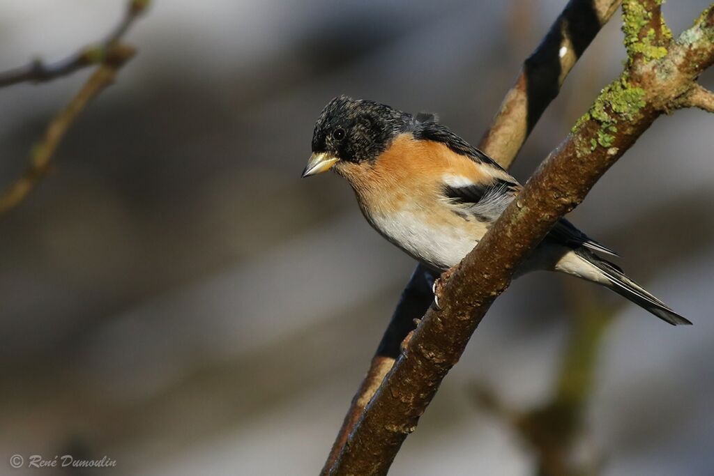 Pinson du Nord mâle adulte nuptial, identification