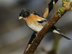 Brambling