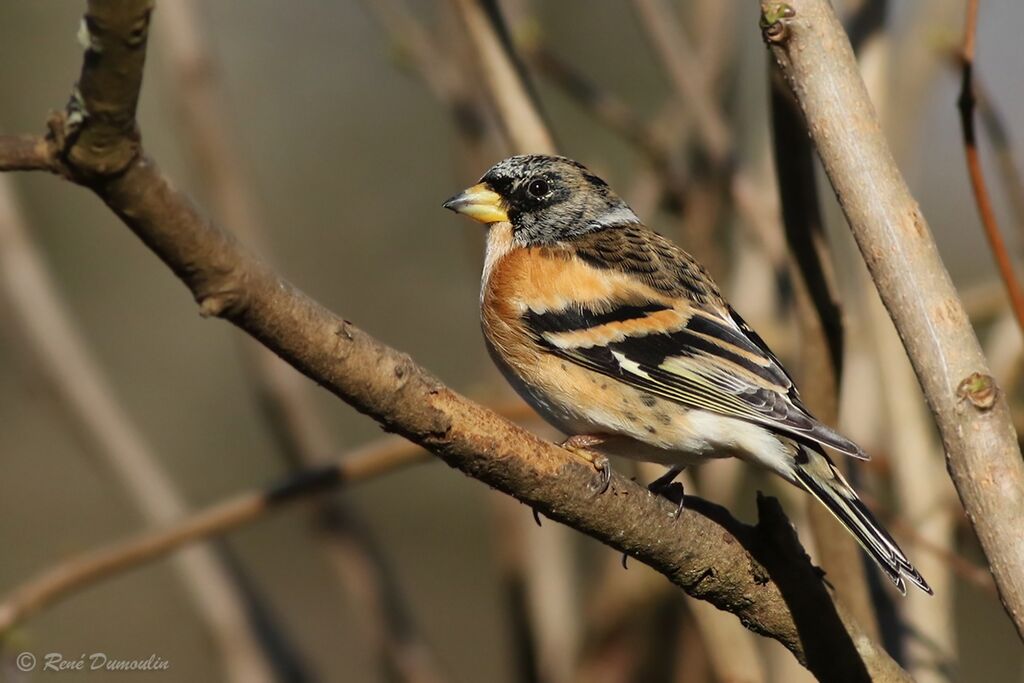 Brambling male adult transition, identification