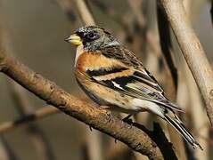 Brambling