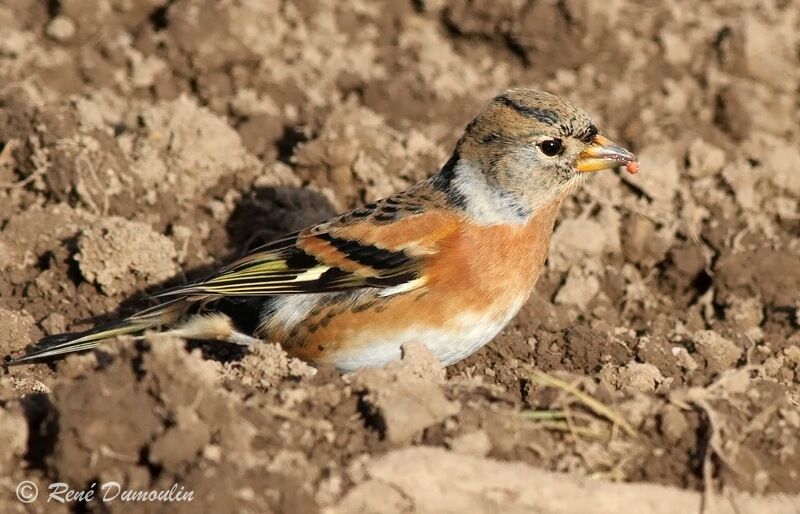 Brambling female, identification