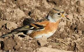 Brambling