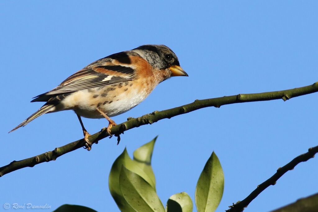 Brambling male adult transition, identification