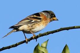 Brambling