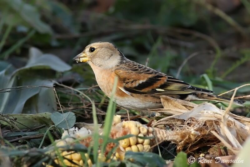 Brambling female, identification