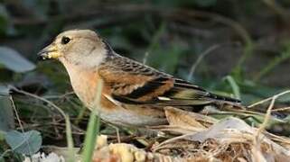 Brambling