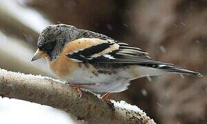 Brambling