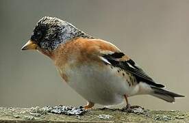 Brambling