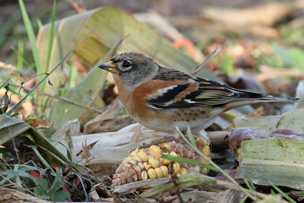 Brambling male adult post breeding, identification